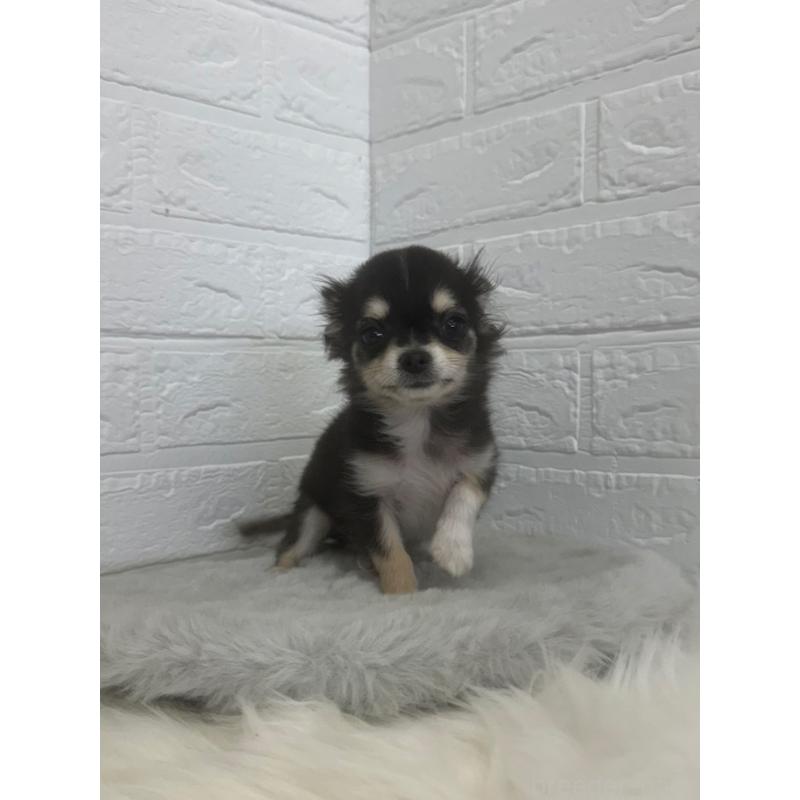 販売中の岡山県のチワワ(ロングコート)-448766の13枚目