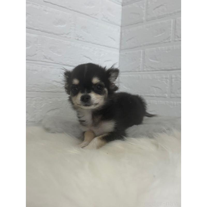 販売中の岡山県のチワワ(ロングコート)-448766の12枚目