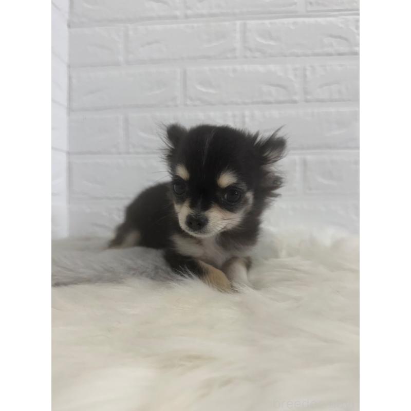 販売中の岡山県のチワワ(ロングコート)-448766の10枚目