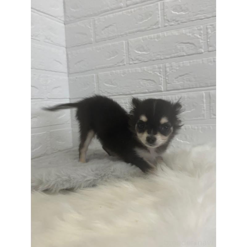 販売中の岡山県のチワワ(ロングコート)-448766の8枚目