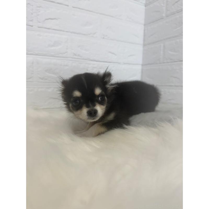 販売中の岡山県のチワワ(ロングコート)-448766の7枚目