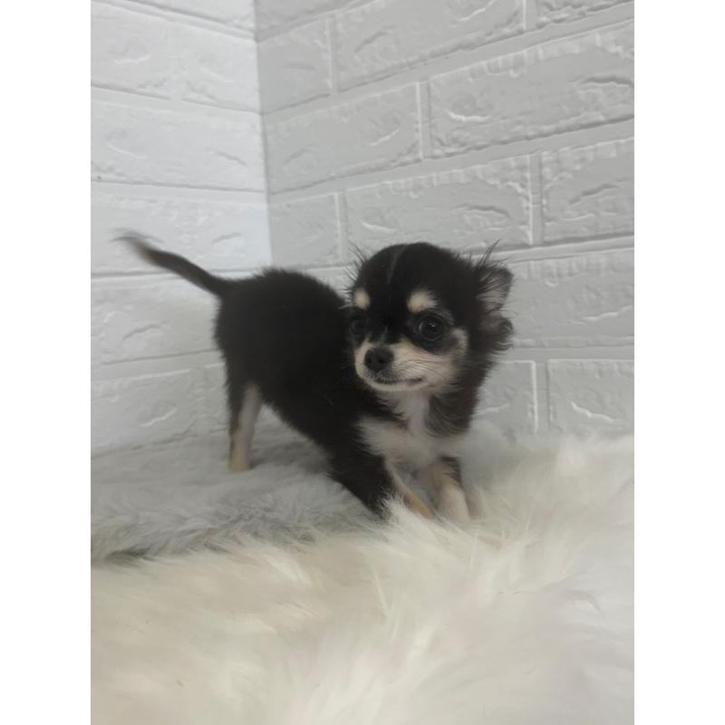 販売中の岡山県のチワワ(ロングコート)-448766の4枚目