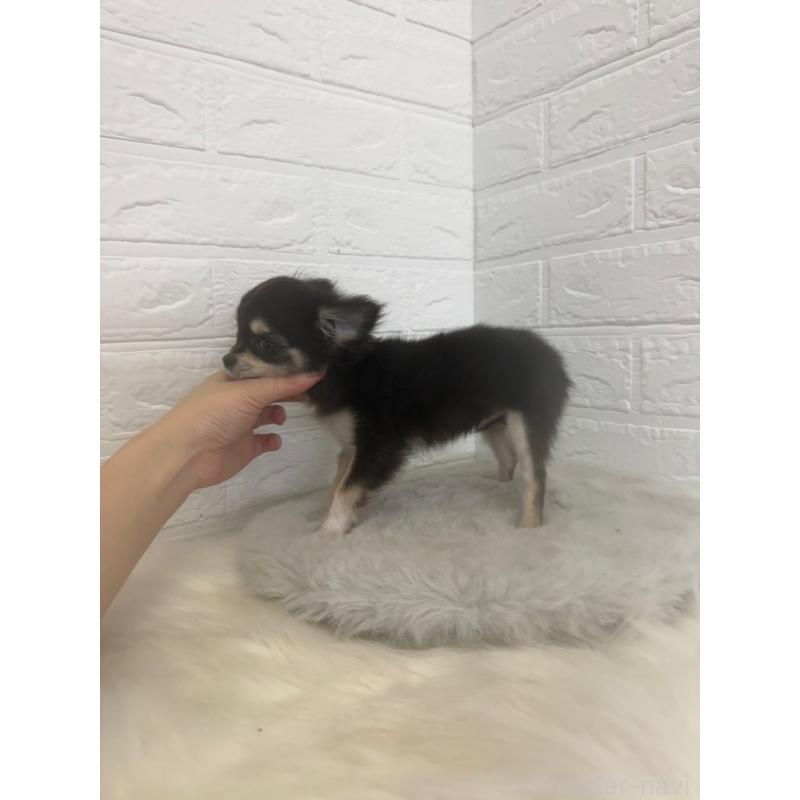 販売中の岡山県のチワワ(ロングコート)-448766の2枚目