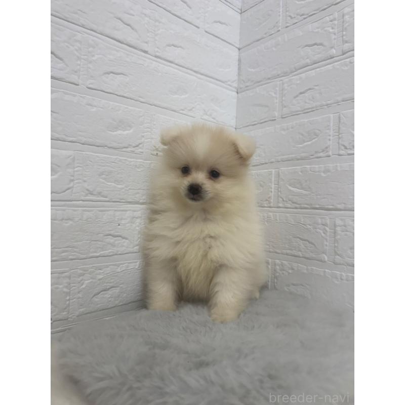 販売中の岡山県のポメラニアン-448767の12枚目