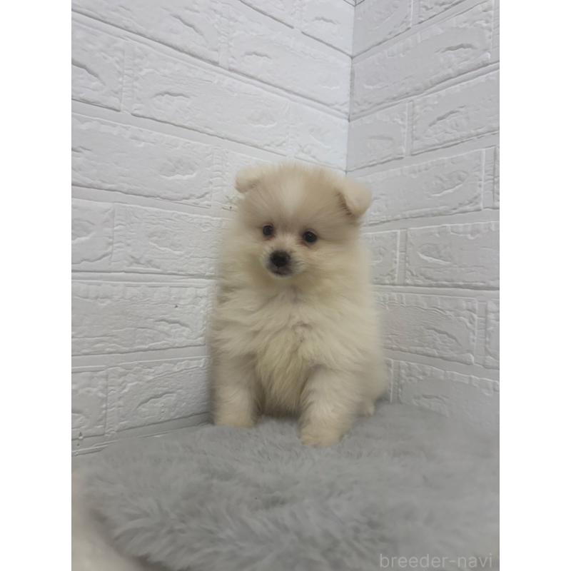 販売中の岡山県のポメラニアン-448767の11枚目