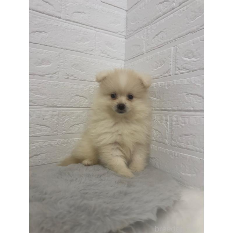 販売中の岡山県のポメラニアン-448767の10枚目