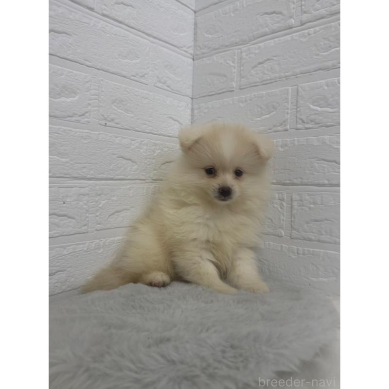 販売中の岡山県のポメラニアン-448767の9枚目