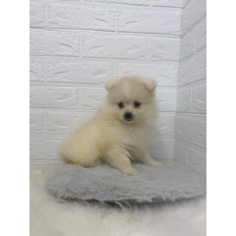 販売中の岡山県のポメラニアン-448767の8枚目