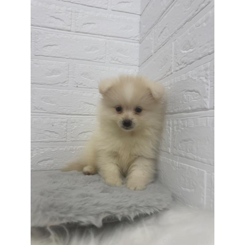 販売中の岡山県のポメラニアン-448767の7枚目