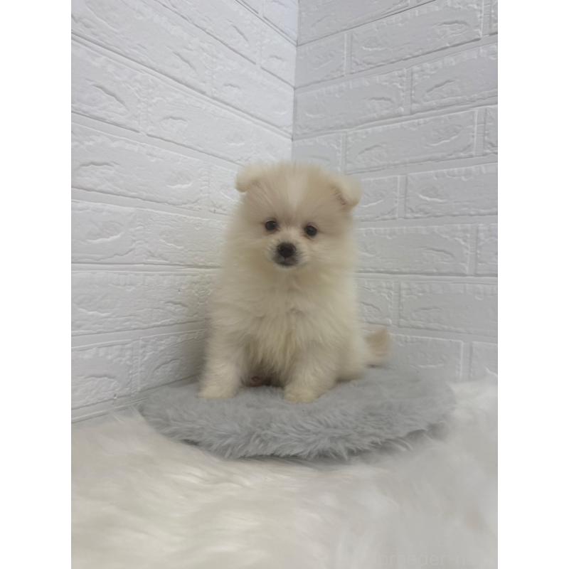 販売中の岡山県のポメラニアン-448767の6枚目