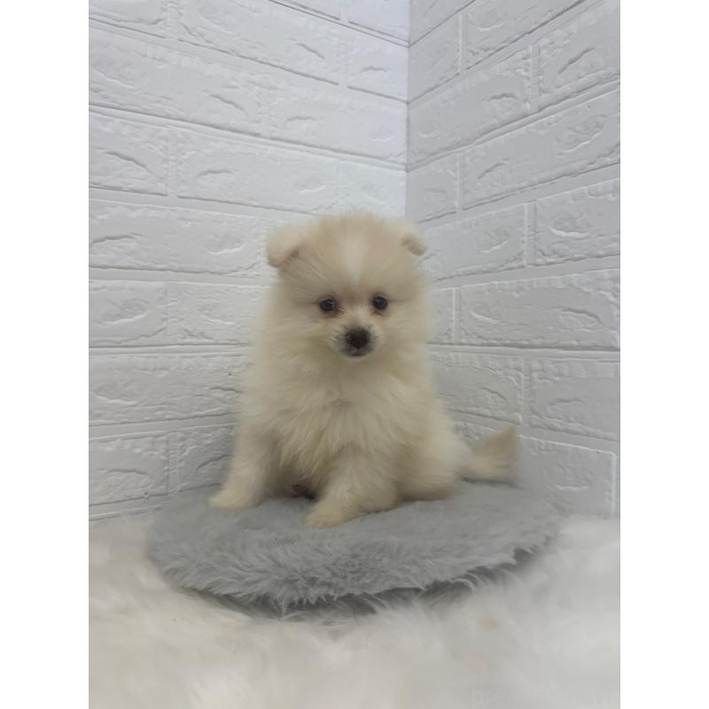 販売中の岡山県のポメラニアン-448767の3枚目