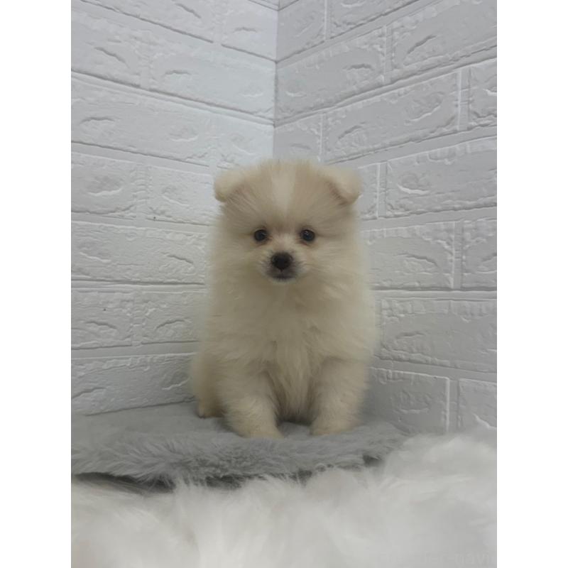 販売中の岡山県のポメラニアン-448767の2枚目