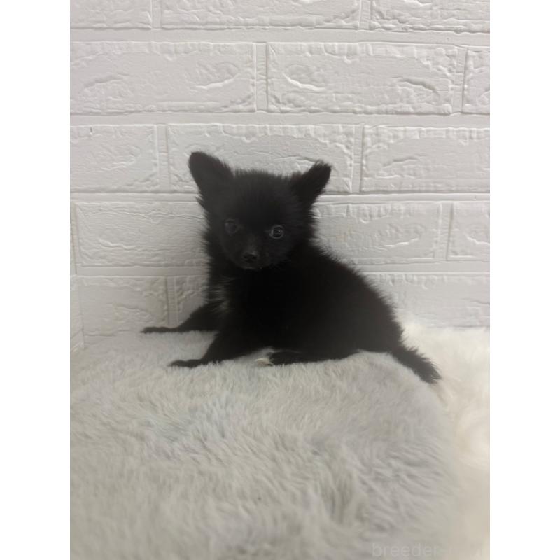 販売中の岡山県のポメチワ:ポメラニアン×チワワ-448768の10枚目