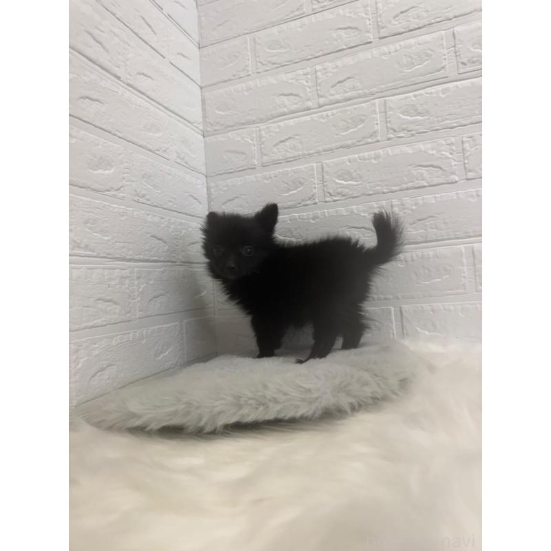 販売中の岡山県のポメチワ:ポメラニアン×チワワ-448768の5枚目