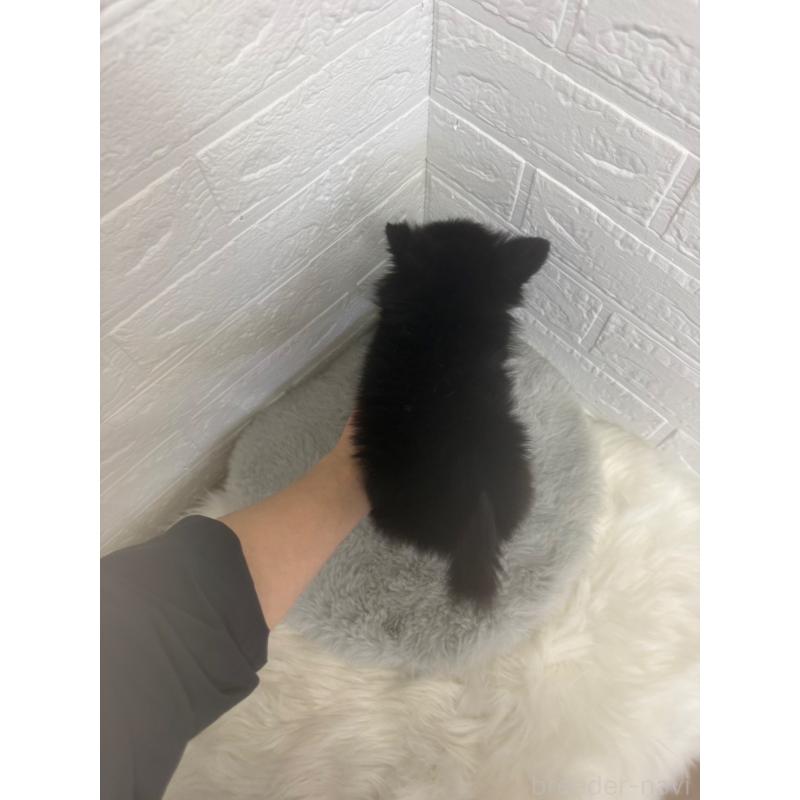 販売中の岡山県のポメチワ:ポメラニアン×チワワ-448768の4枚目