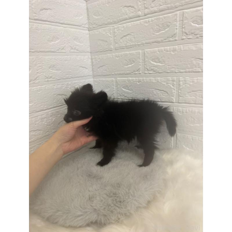 販売中の岡山県のポメチワ:ポメラニアン×チワワ-448768の3枚目