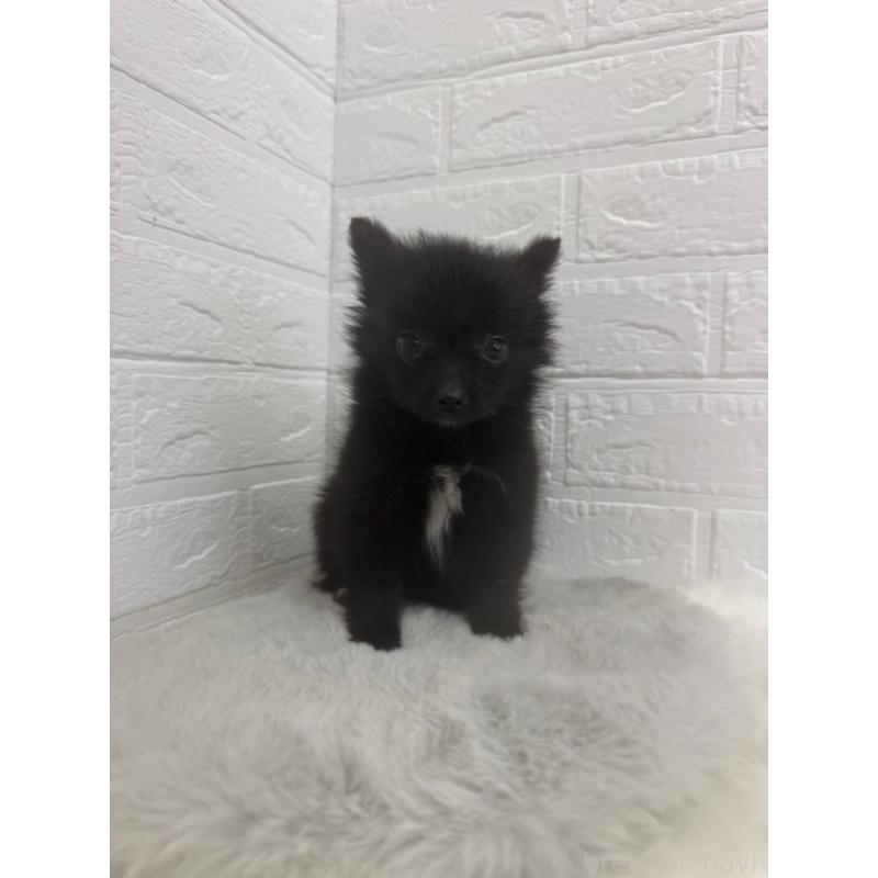 販売中の岡山県のポメチワ:ポメラニアン×チワワ-448768の2枚目