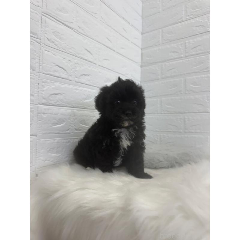 販売中の岡山県のマルプー:マルチーズ×トイプードル-448769の10枚目