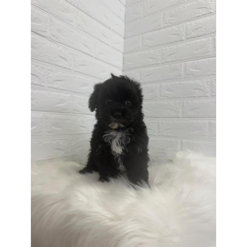 販売中の岡山県のマルプー:マルチーズ×トイプードル-448769の9枚目