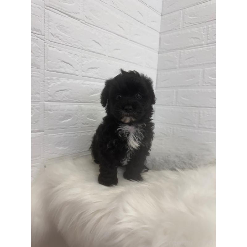 販売中の岡山県のマルプー:マルチーズ×トイプードル-448769の3枚目