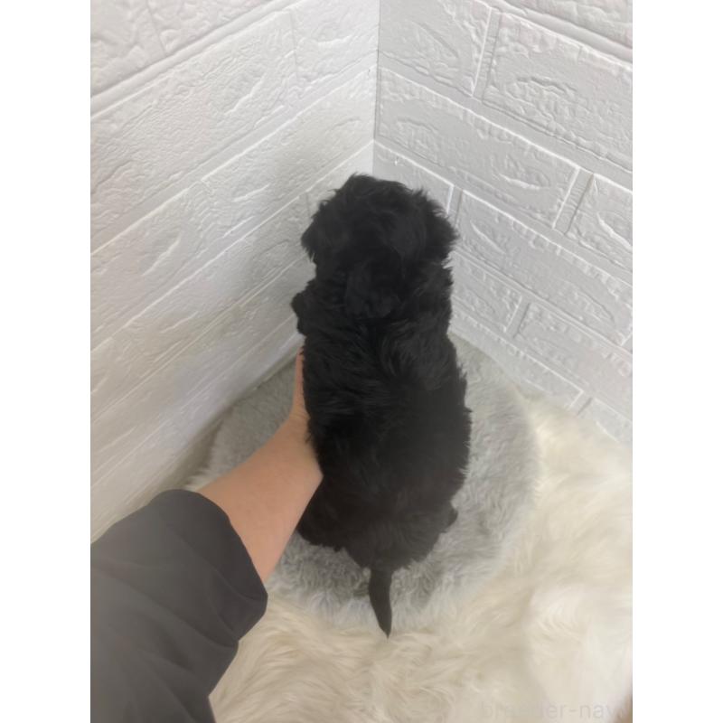 販売中の岡山県のマルプー:マルチーズ×トイプードル-448769の2枚目