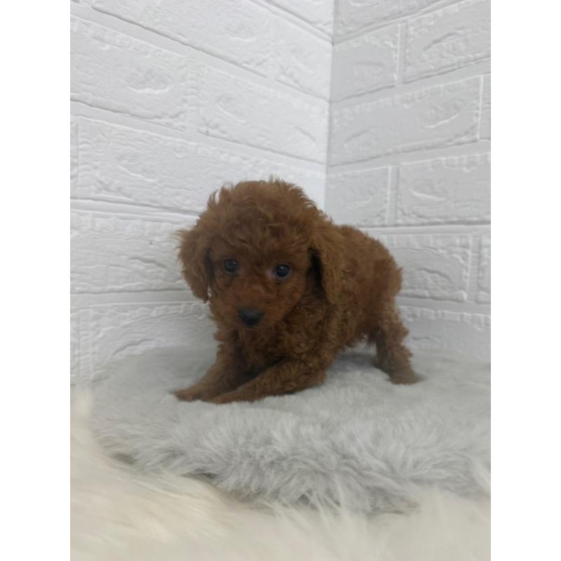 販売中の岡山県のタイニープードル-448770の13枚目