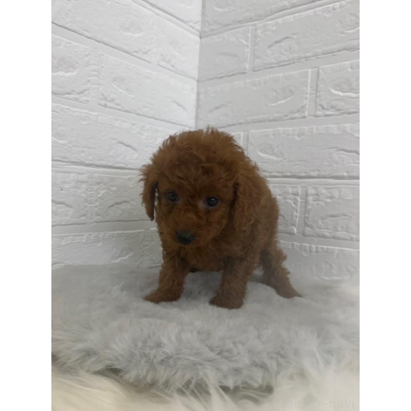 販売中の岡山県のタイニープードル-448770の12枚目