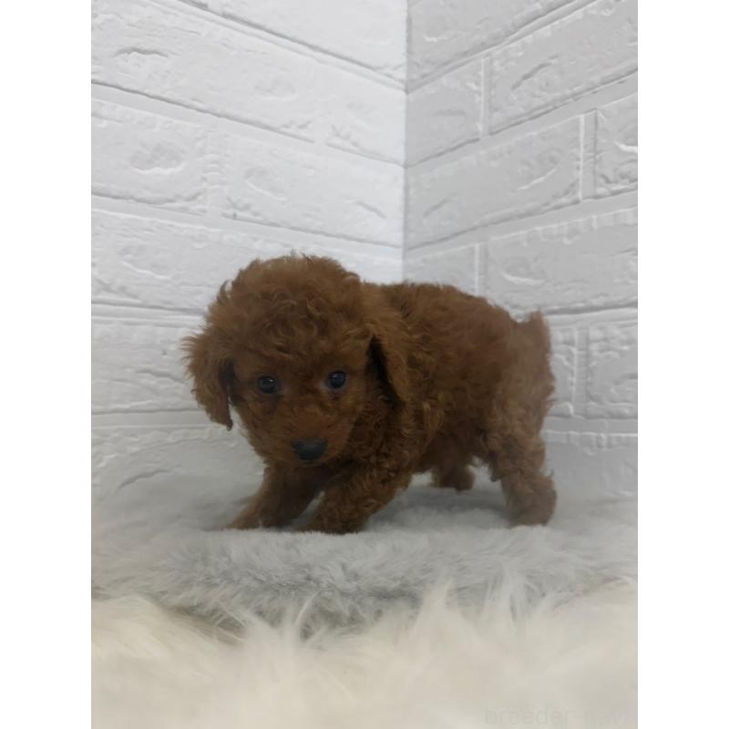 販売中の岡山県のタイニープードル-448770の11枚目