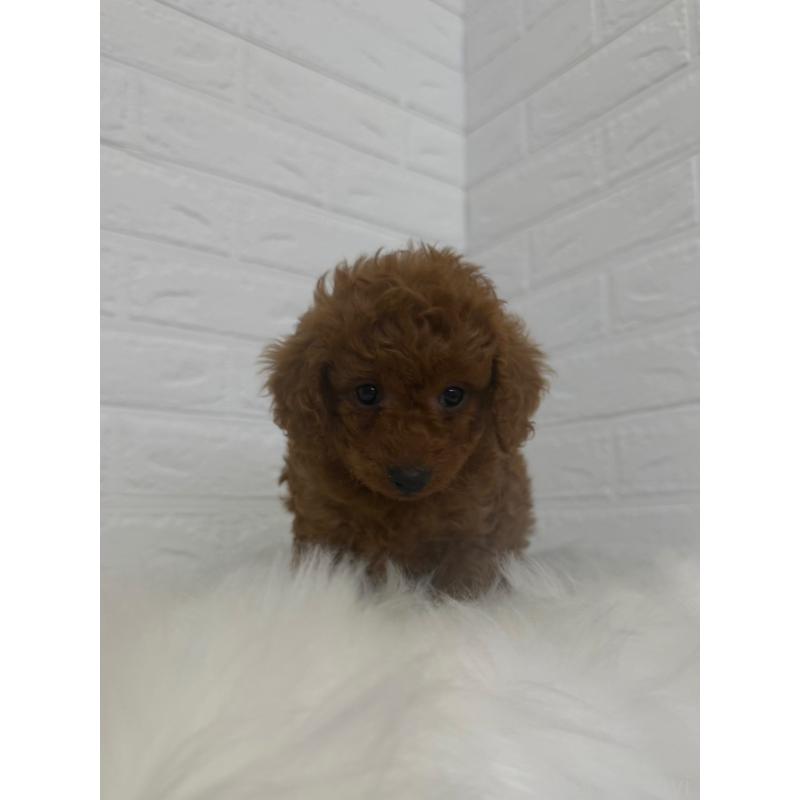 販売中の岡山県のタイニープードル-448770の10枚目