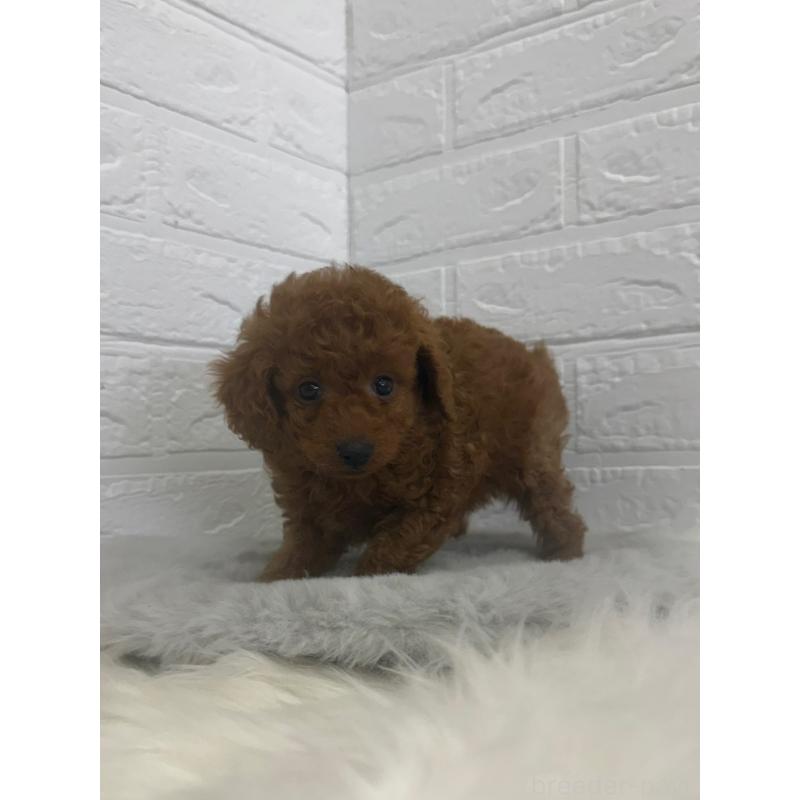 販売中の岡山県のタイニープードル-448770の9枚目