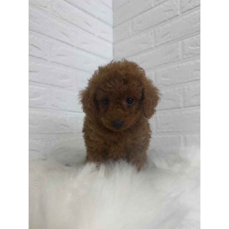 販売中の岡山県のタイニープードル-448770の8枚目