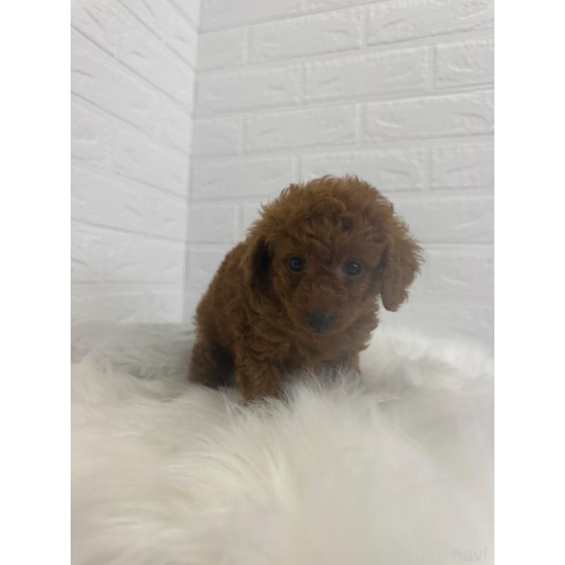 販売中の岡山県のタイニープードル-448770の7枚目