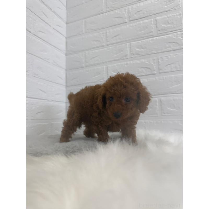 販売中の岡山県のタイニープードル-448770の6枚目