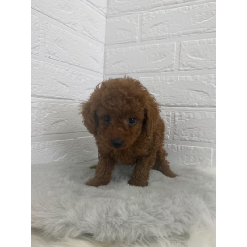 販売中の岡山県のタイニープードル-448770の5枚目