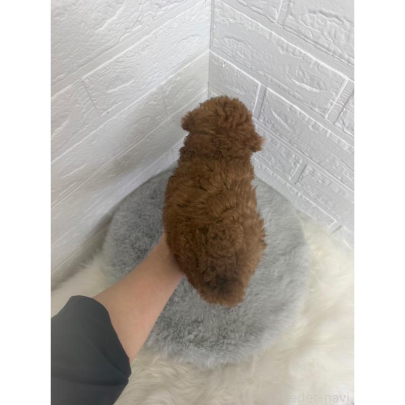 販売中の岡山県のタイニープードル-448770の4枚目