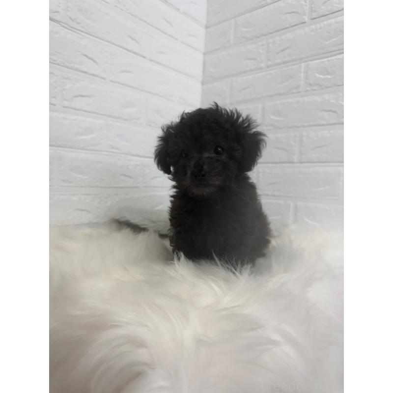 販売中の岡山県のタイニープードル-448771の13枚目