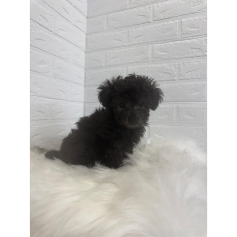 販売中の岡山県のタイニープードル-448771の11枚目