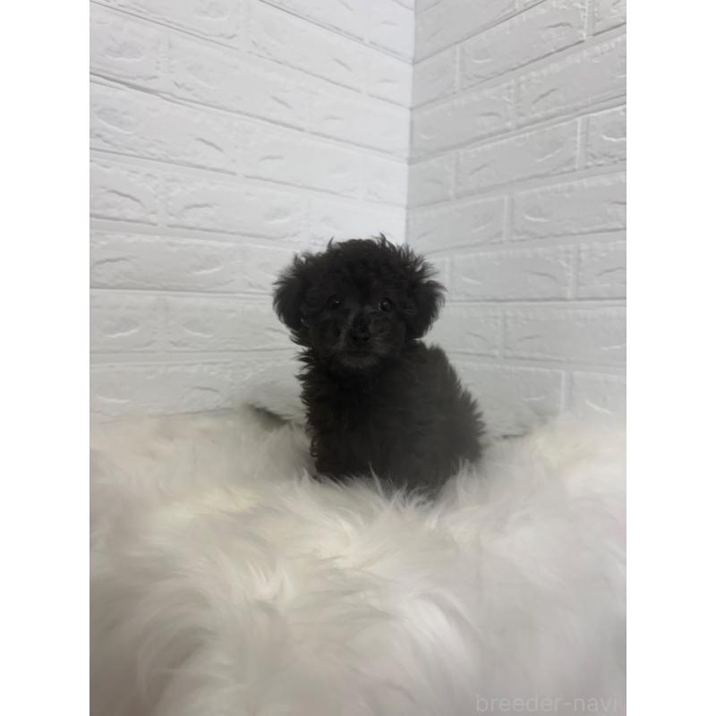 販売中の岡山県のタイニープードル-448771の9枚目