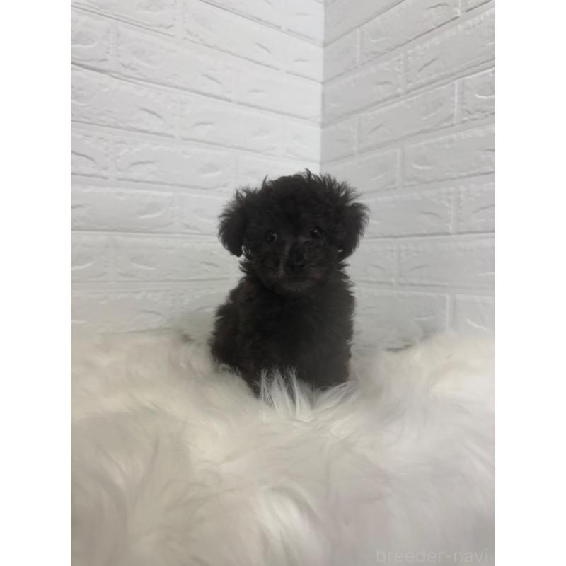 販売中の岡山県のタイニープードル-448771の8枚目