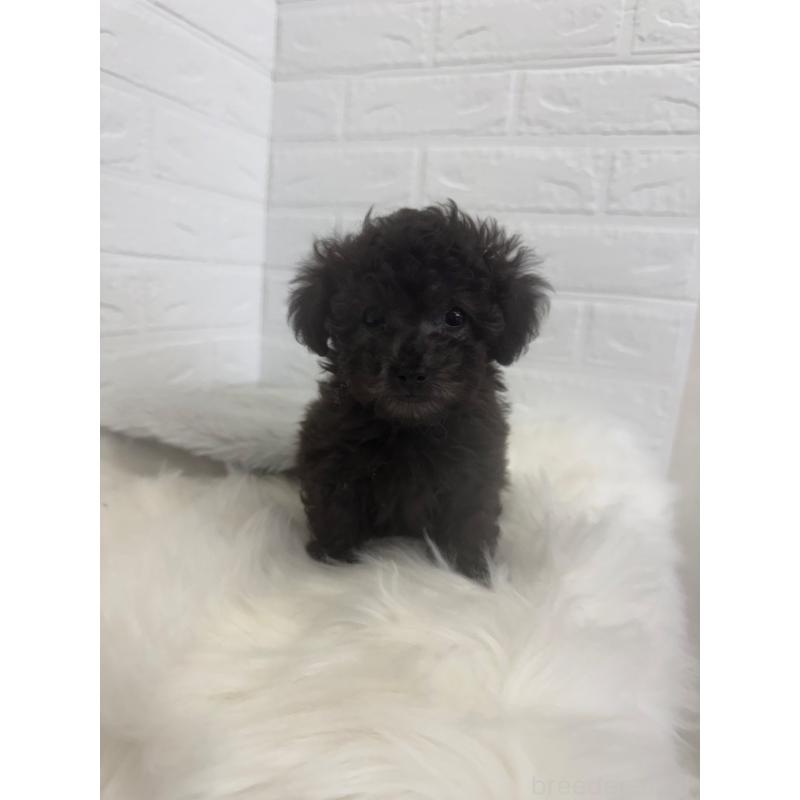 販売中の岡山県のタイニープードル-448771の7枚目