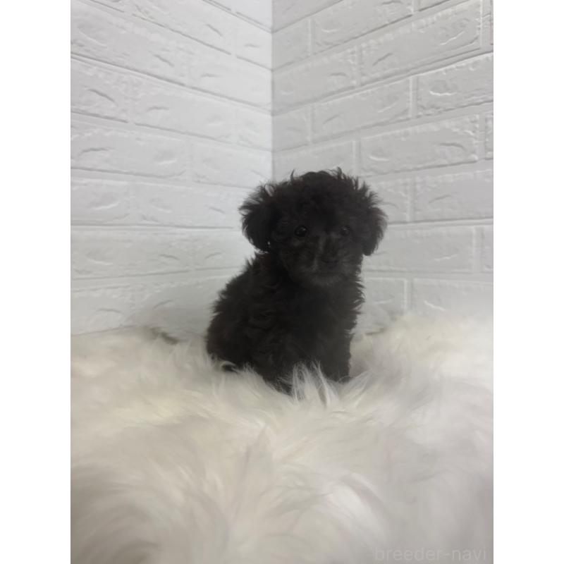 販売中の岡山県のタイニープードル-448771の6枚目