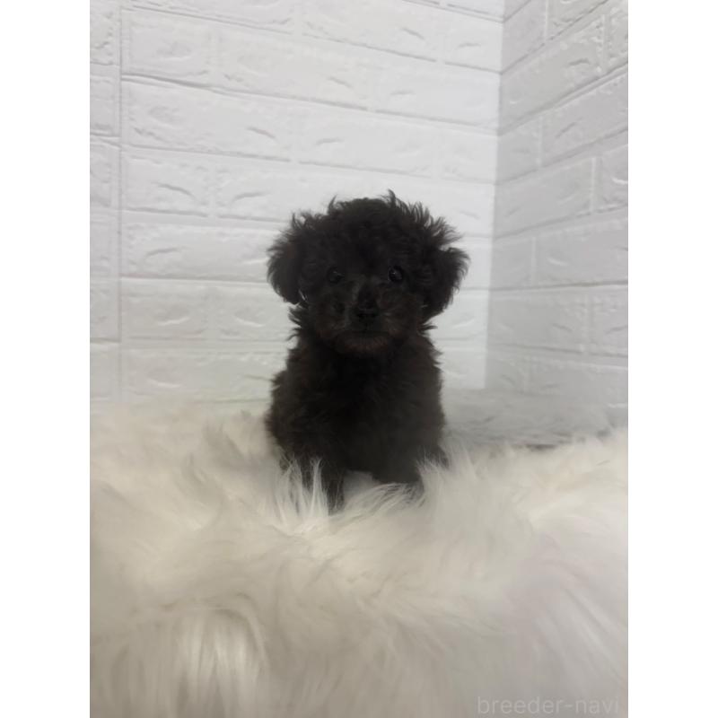 販売中の岡山県のタイニープードル-448771の5枚目