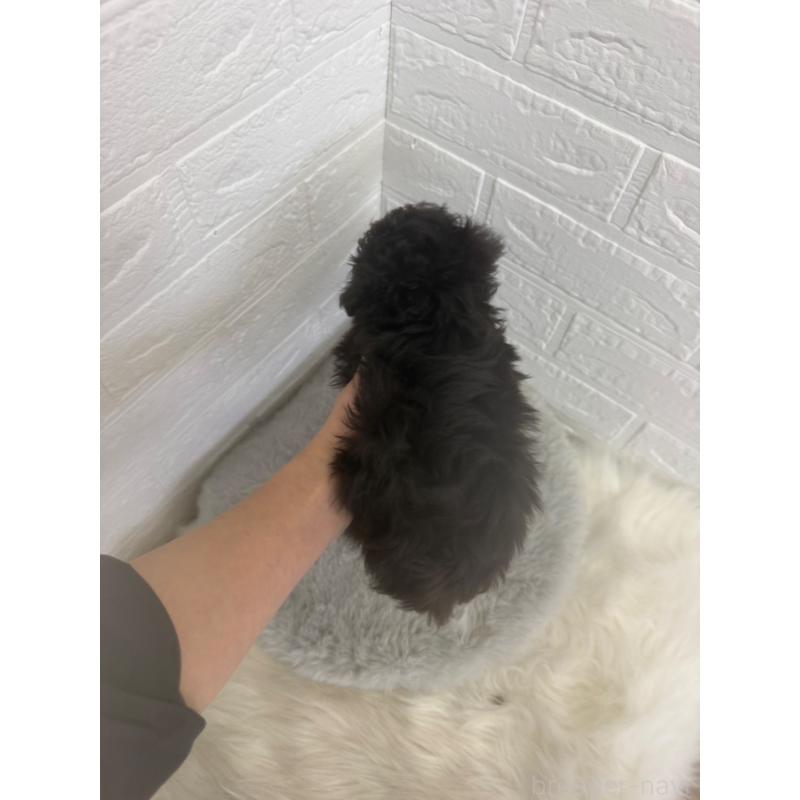 販売中の岡山県のタイニープードル-448771の4枚目