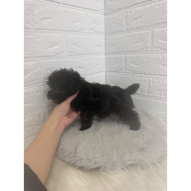 販売中の岡山県のタイニープードル-448771の3枚目