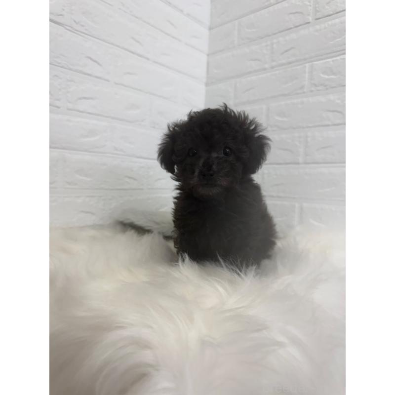 販売中の岡山県のタイニープードル-448771の2枚目