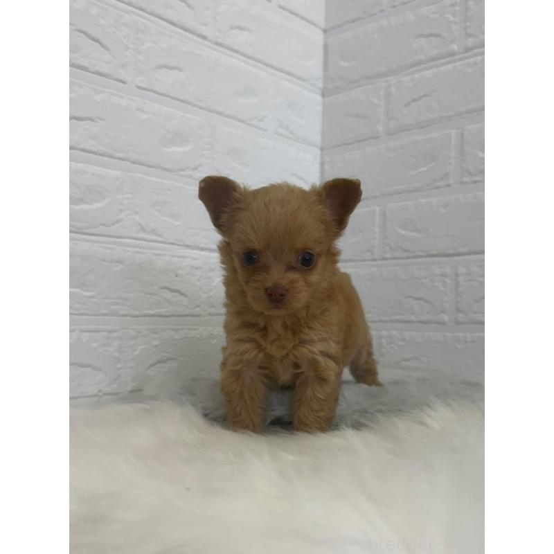 販売中の岡山県のチワプー:チワワ×トイプードル-448772の11枚目