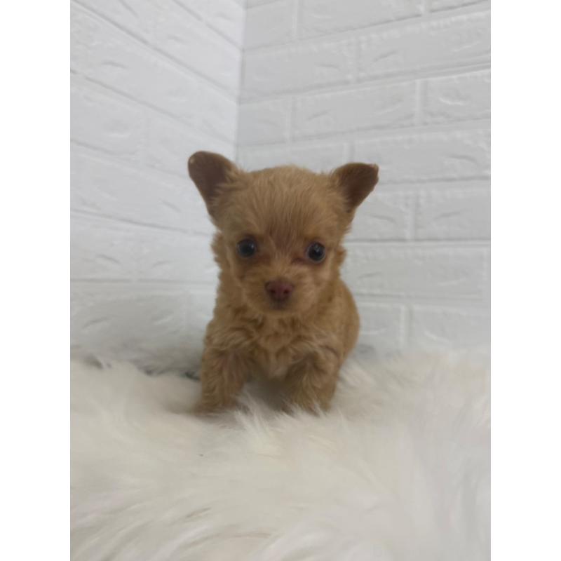 販売中の岡山県のチワプー:チワワ×トイプードル-448772の10枚目