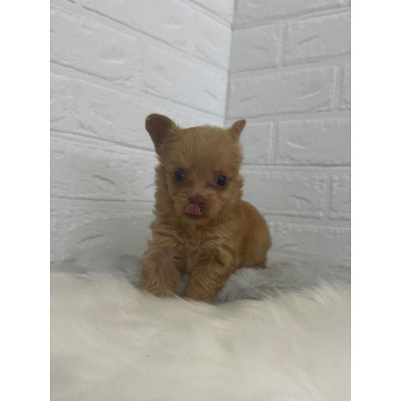 販売中の岡山県のチワプー:チワワ×トイプードル-448772の9枚目