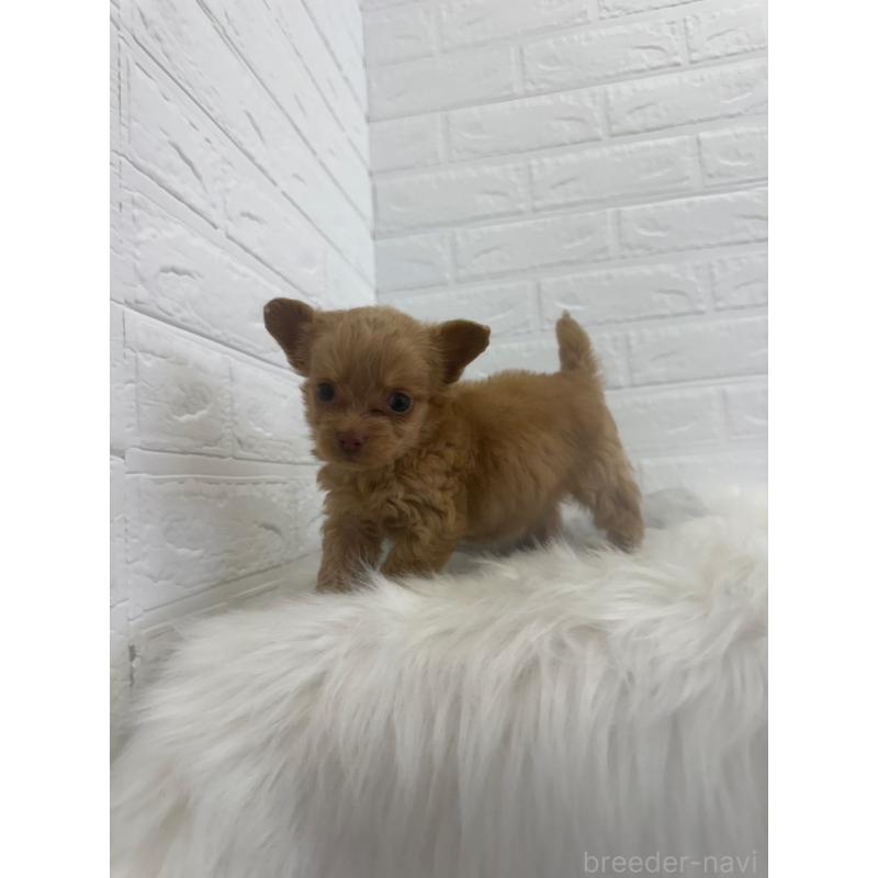 販売中の岡山県のチワプー:チワワ×トイプードル-448772の8枚目