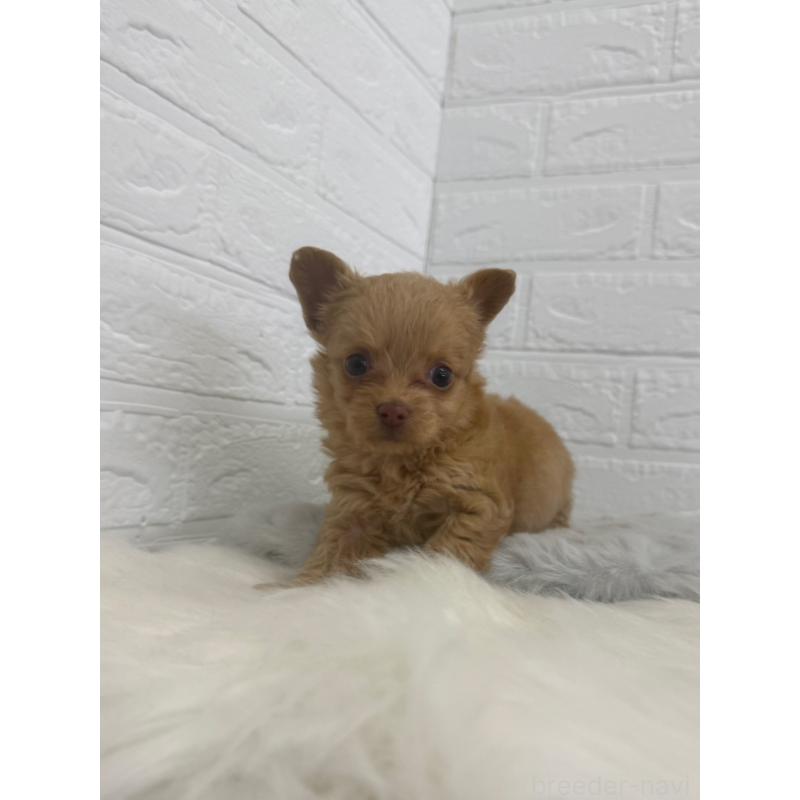 販売中の岡山県のチワプー:チワワ×トイプードル-448772の6枚目